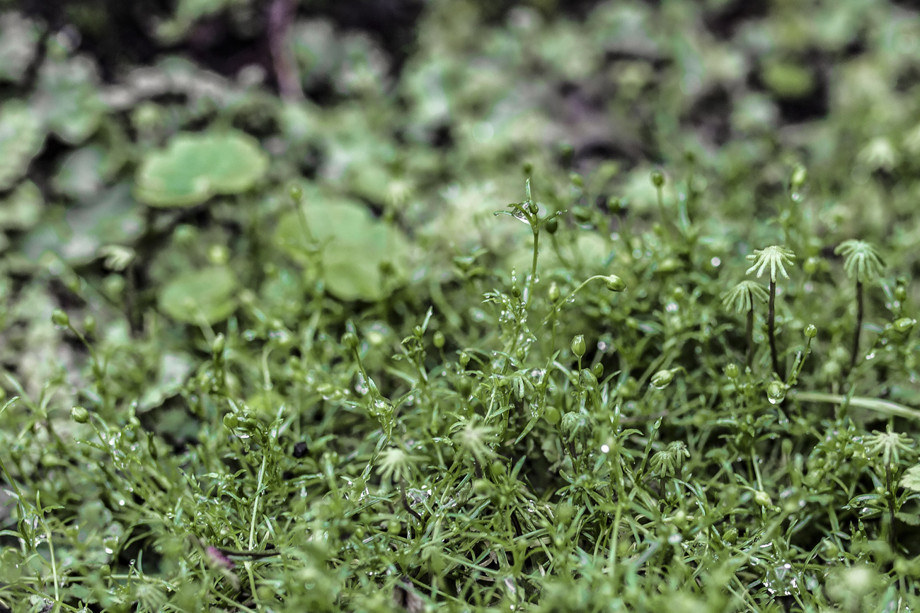 Изображение особи Sagina procumbens.