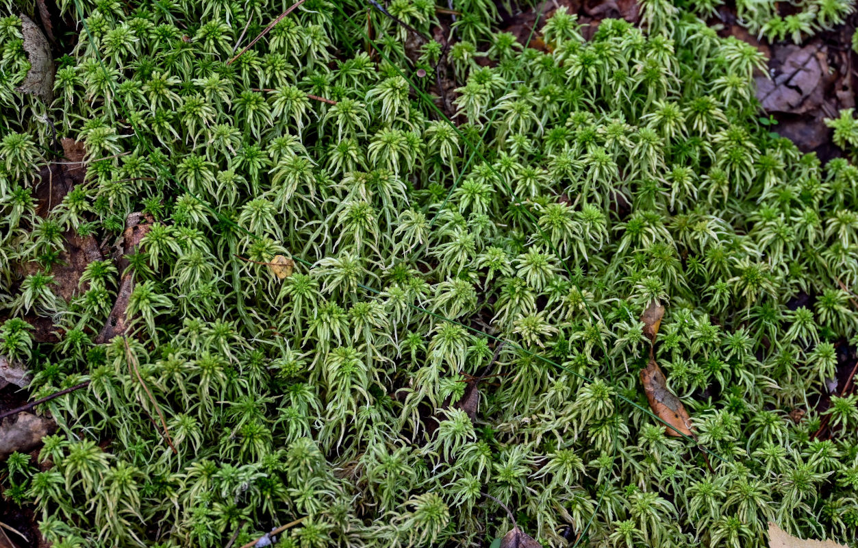 Image of genus Sphagnum specimen.