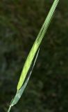Hordeum spontaneum