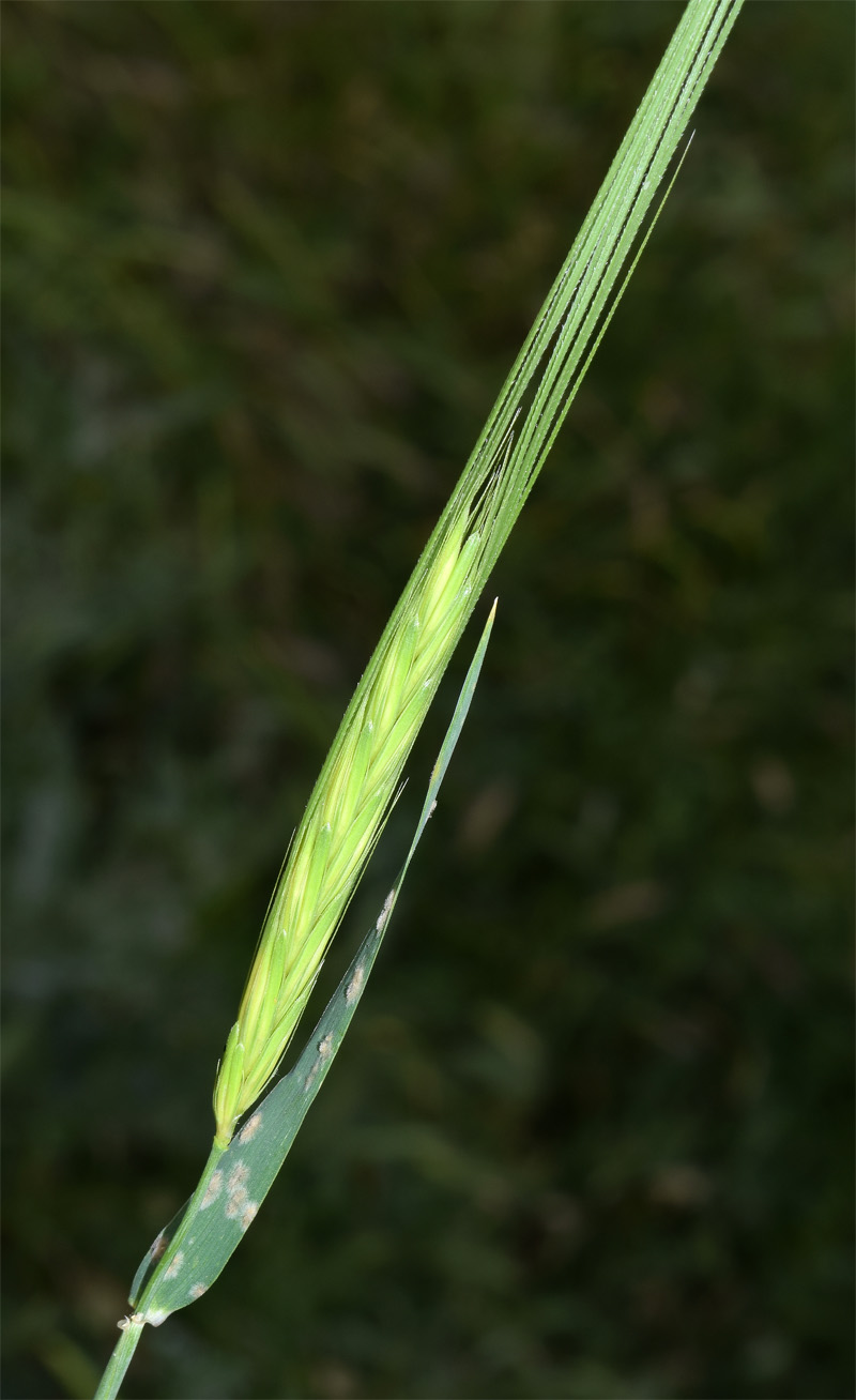 Image of Hordeum spontaneum specimen.