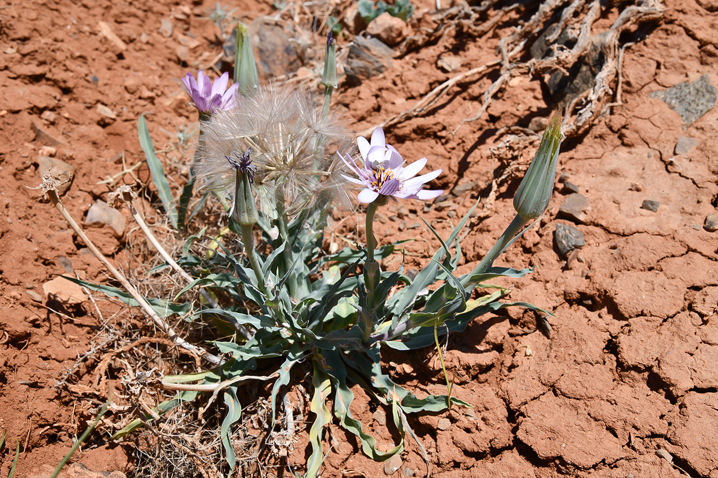 Изображение особи Tragopogon ruber.