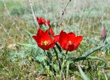 Tulipa suaveolens
