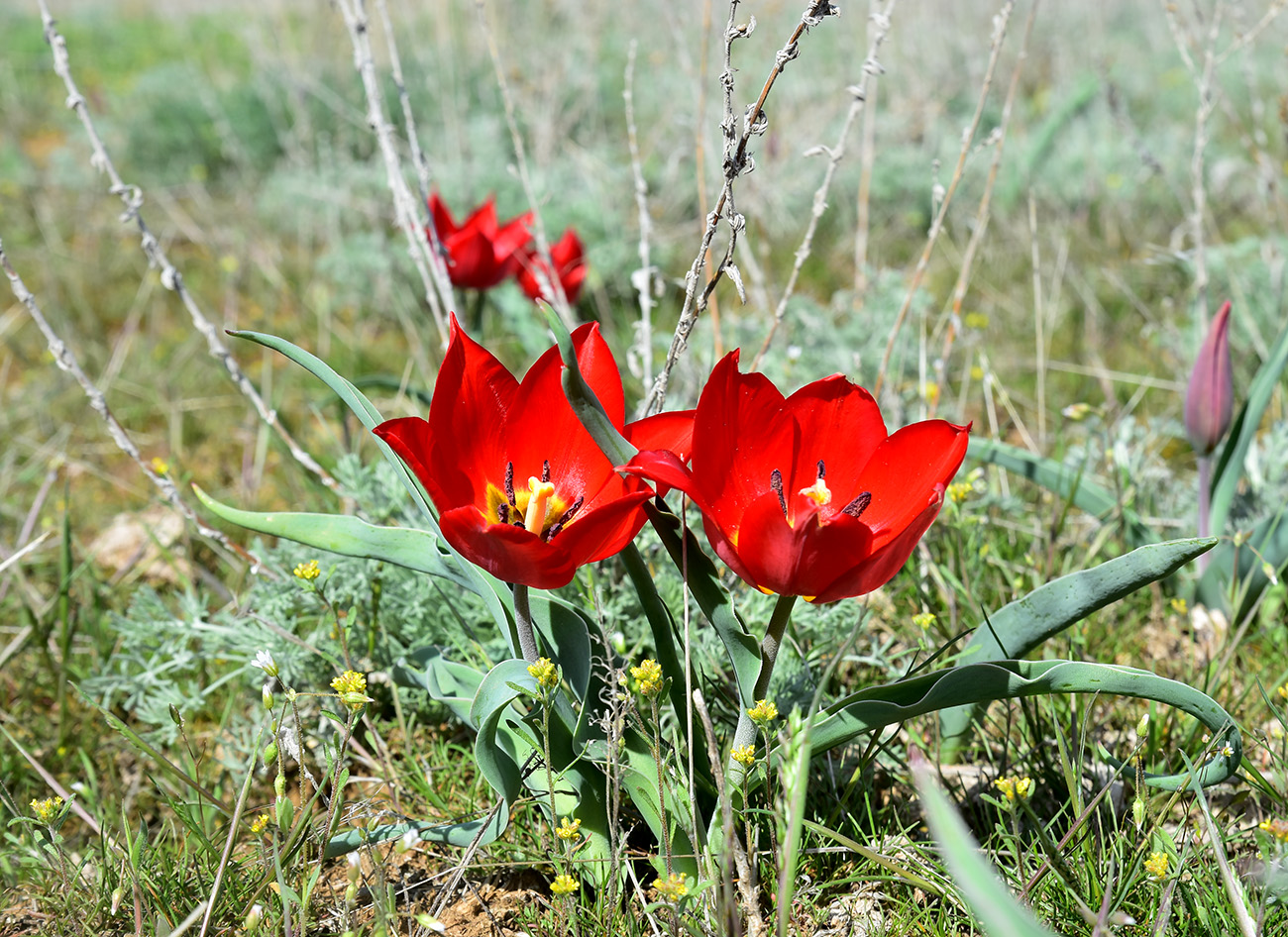 Image of Tulipa suaveolens specimen.