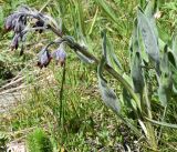Rindera oblongifolia
