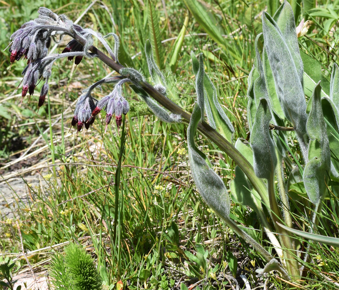 Image of Rindera oblongifolia specimen.