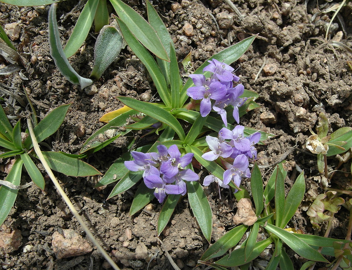 Image of Lagotis korolkowii specimen.