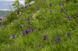 Iris aphylla