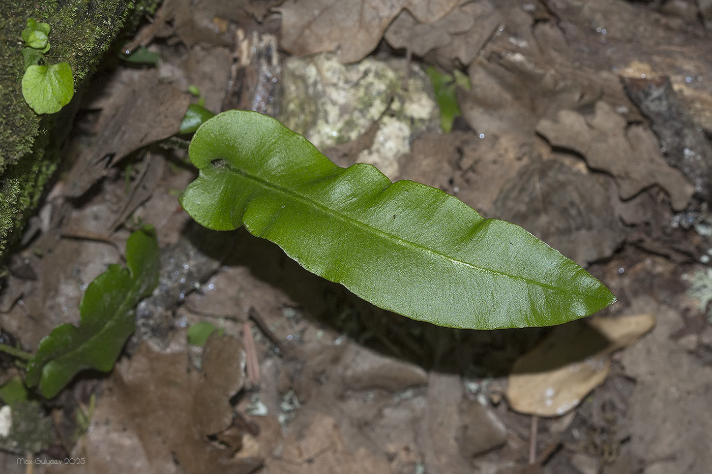 Image of Phyllitis scolopendrium specimen.