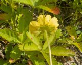 Potentilla reptans