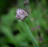 Allium strictum
