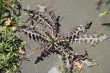 род Taraxacum