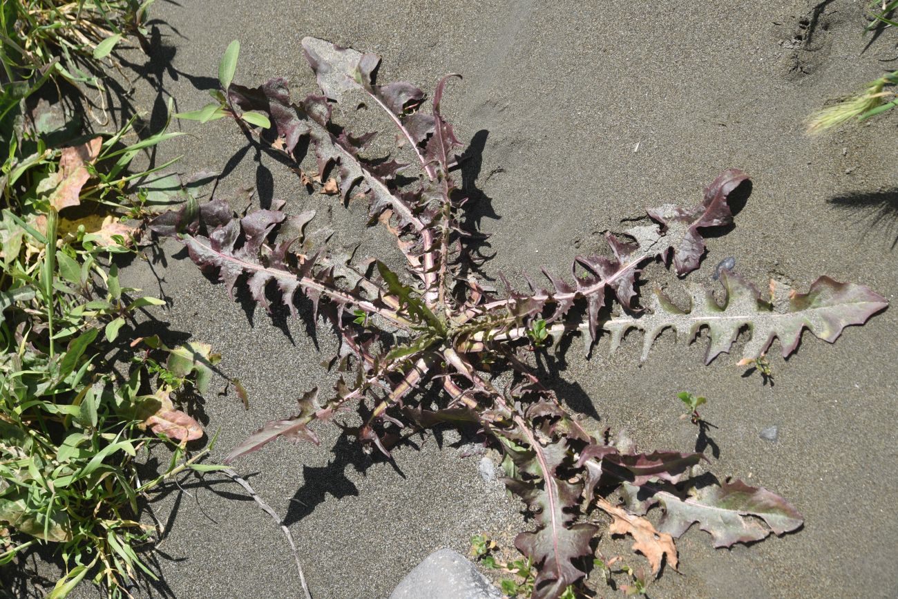 Image of genus Taraxacum specimen.