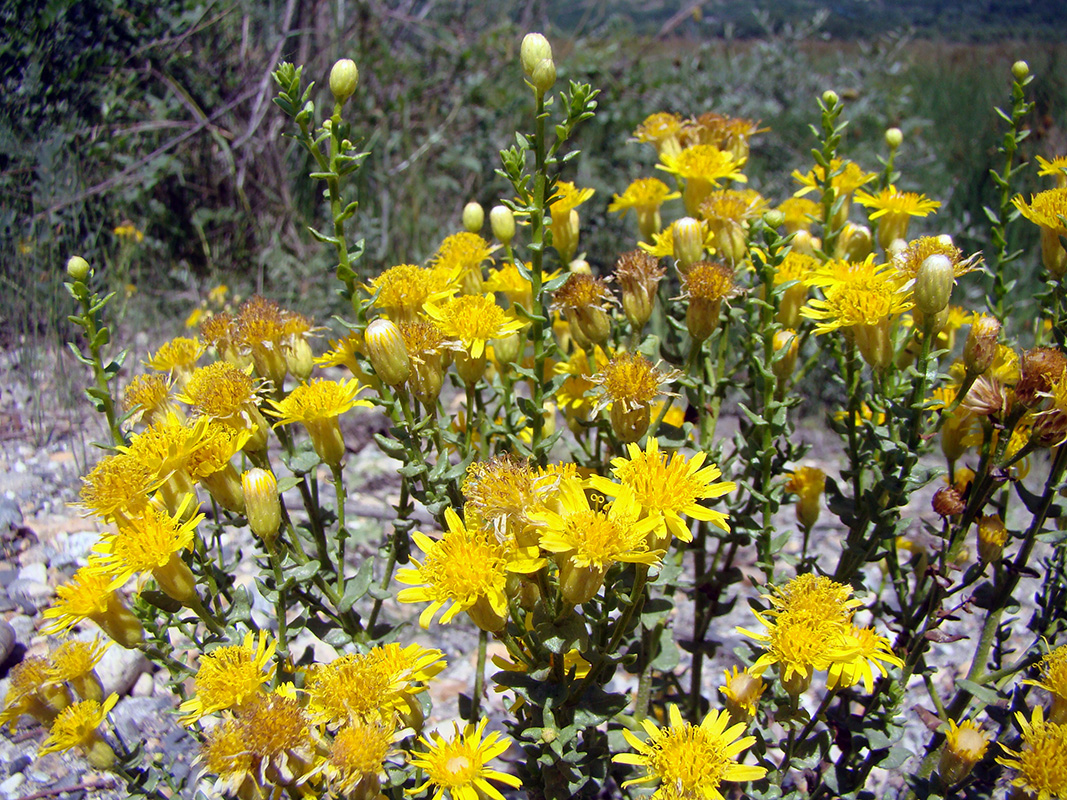 Image of Limbarda salsoloides specimen.