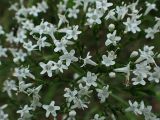 Valeriana coreana. Цветки. Хабаровский край, окр. г. Комсомольск-на-Амуре, Силинский лесопарк, зарастающая просека. 05.07.2025.