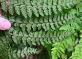 род Dryopteris