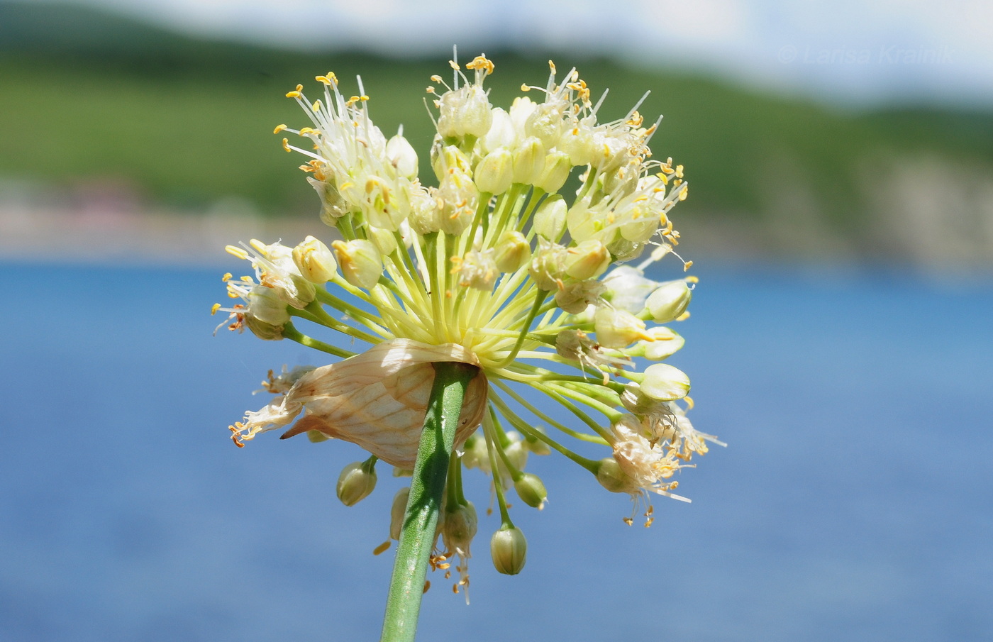 Изображение особи Allium condensatum.