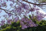 Смотреть изображение Jacaranda mimosifolia