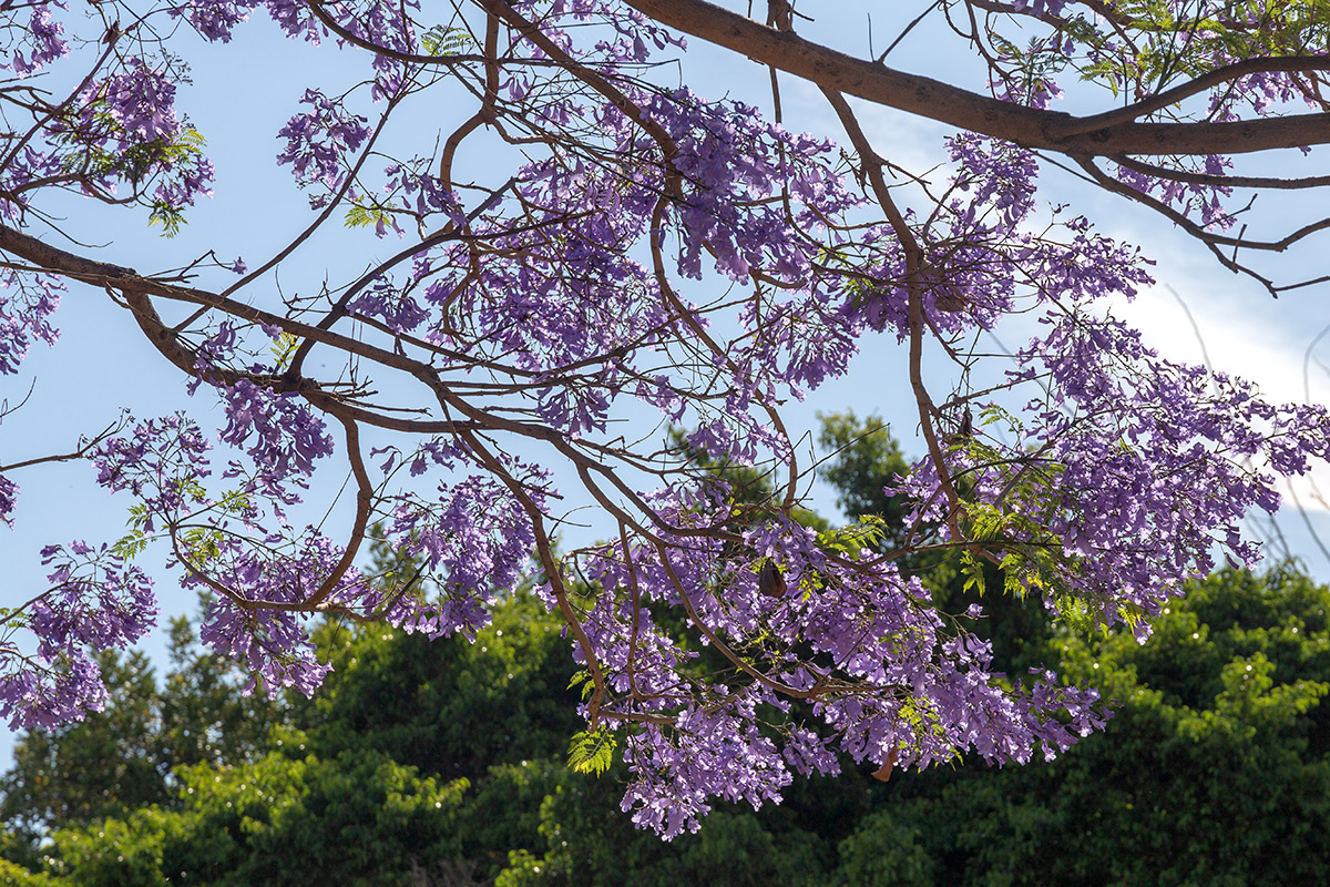 Изображение особи Jacaranda mimosifolia.