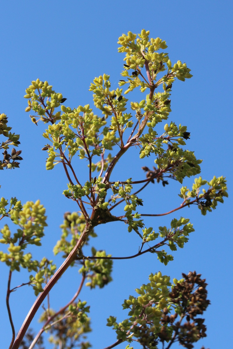 Изображение особи Thalictrum lucidum.