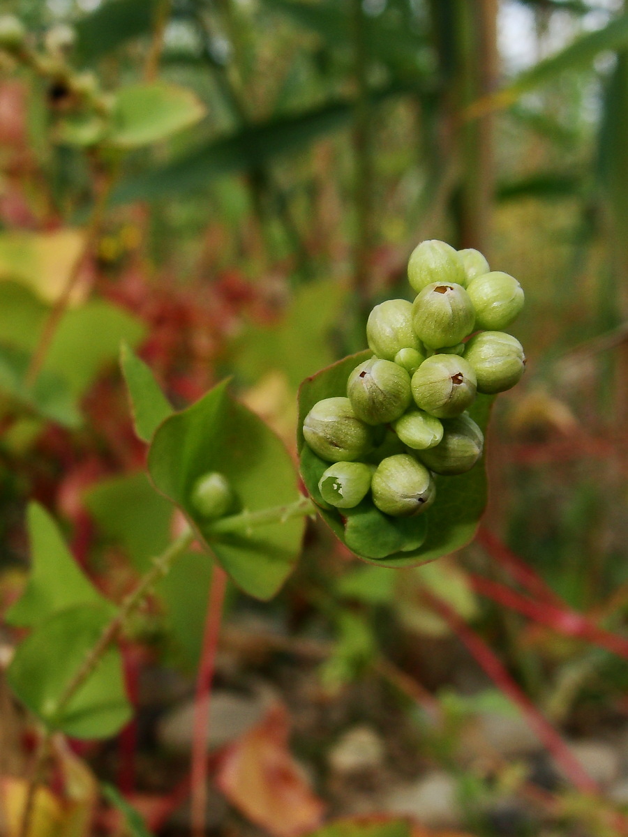 Image of Chylocalyx perfoliatus specimen.
