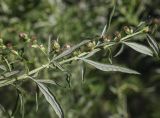 Artemisia verlotiorum