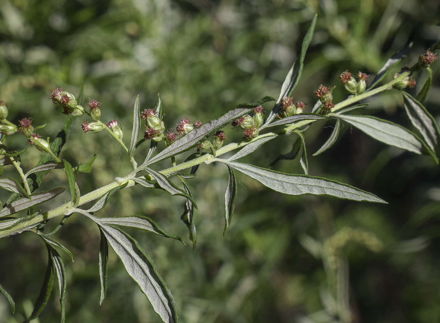Image of Artemisia verlotiorum specimen.