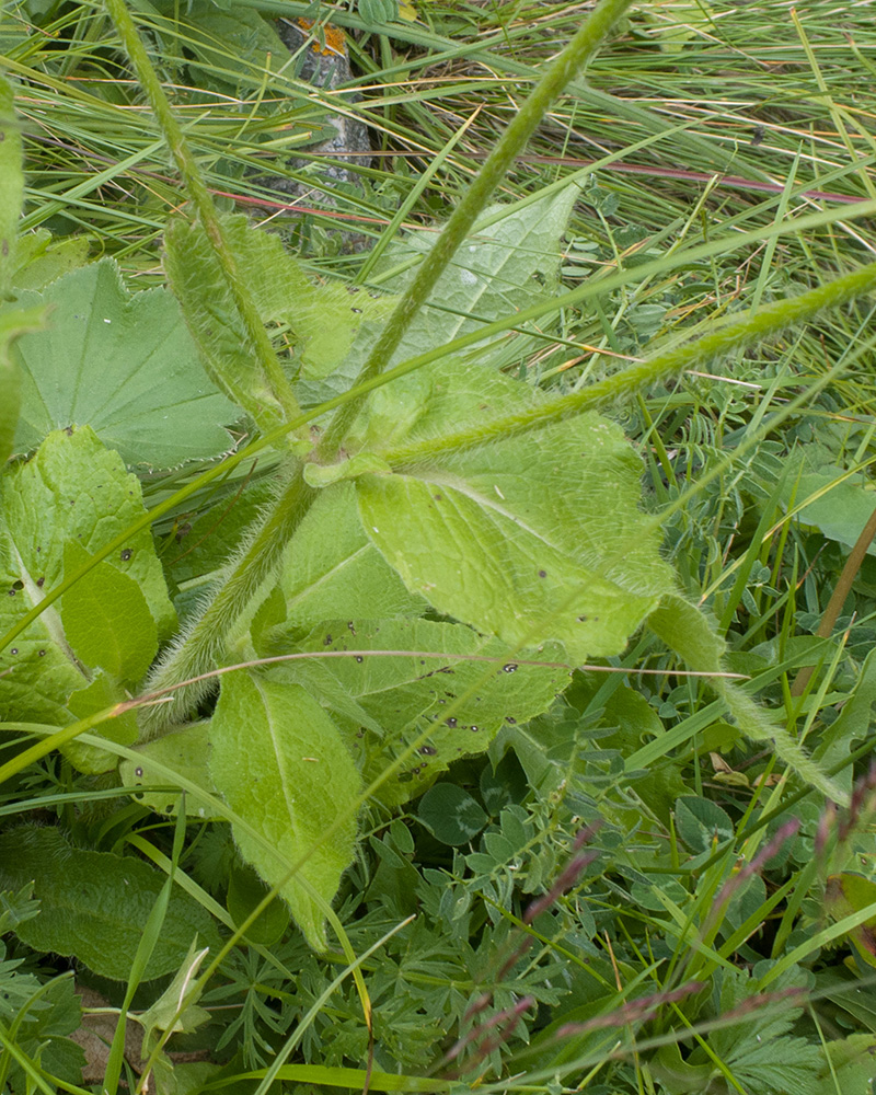 Image of familia Dipsacaceae specimen.