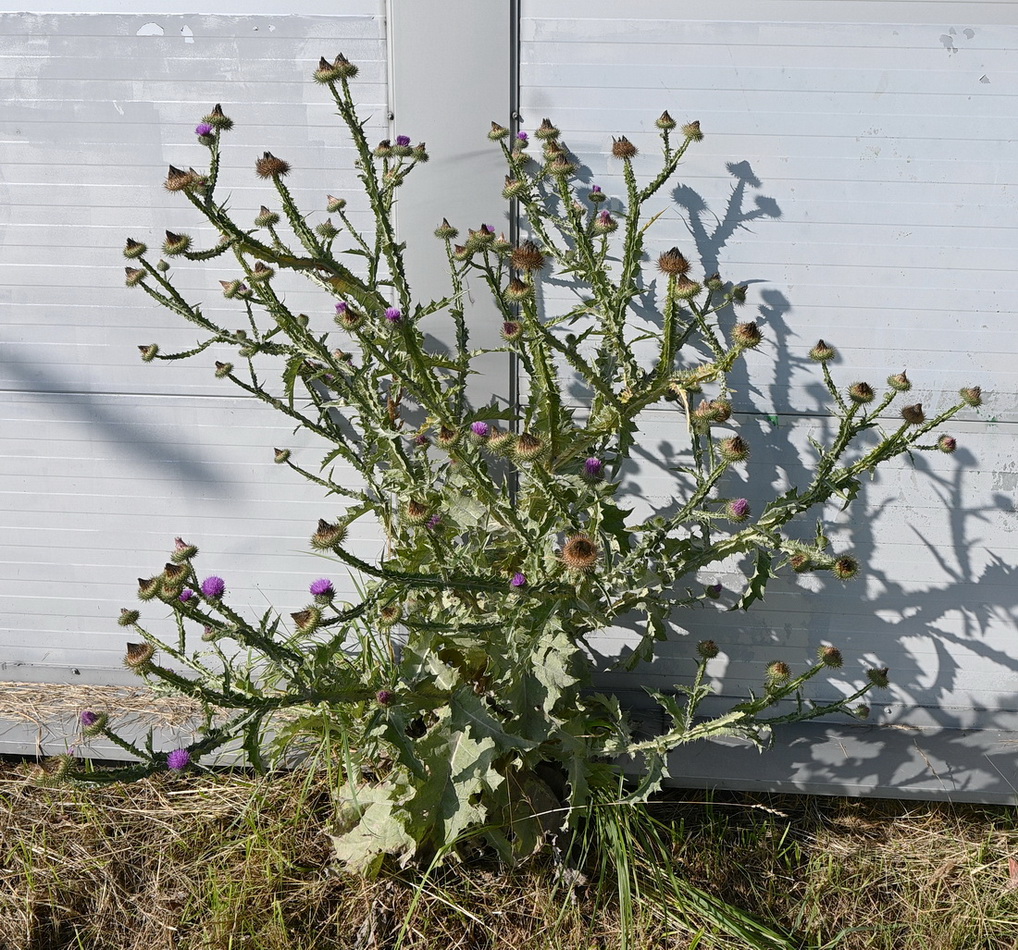 Image of Onopordum acanthium specimen.