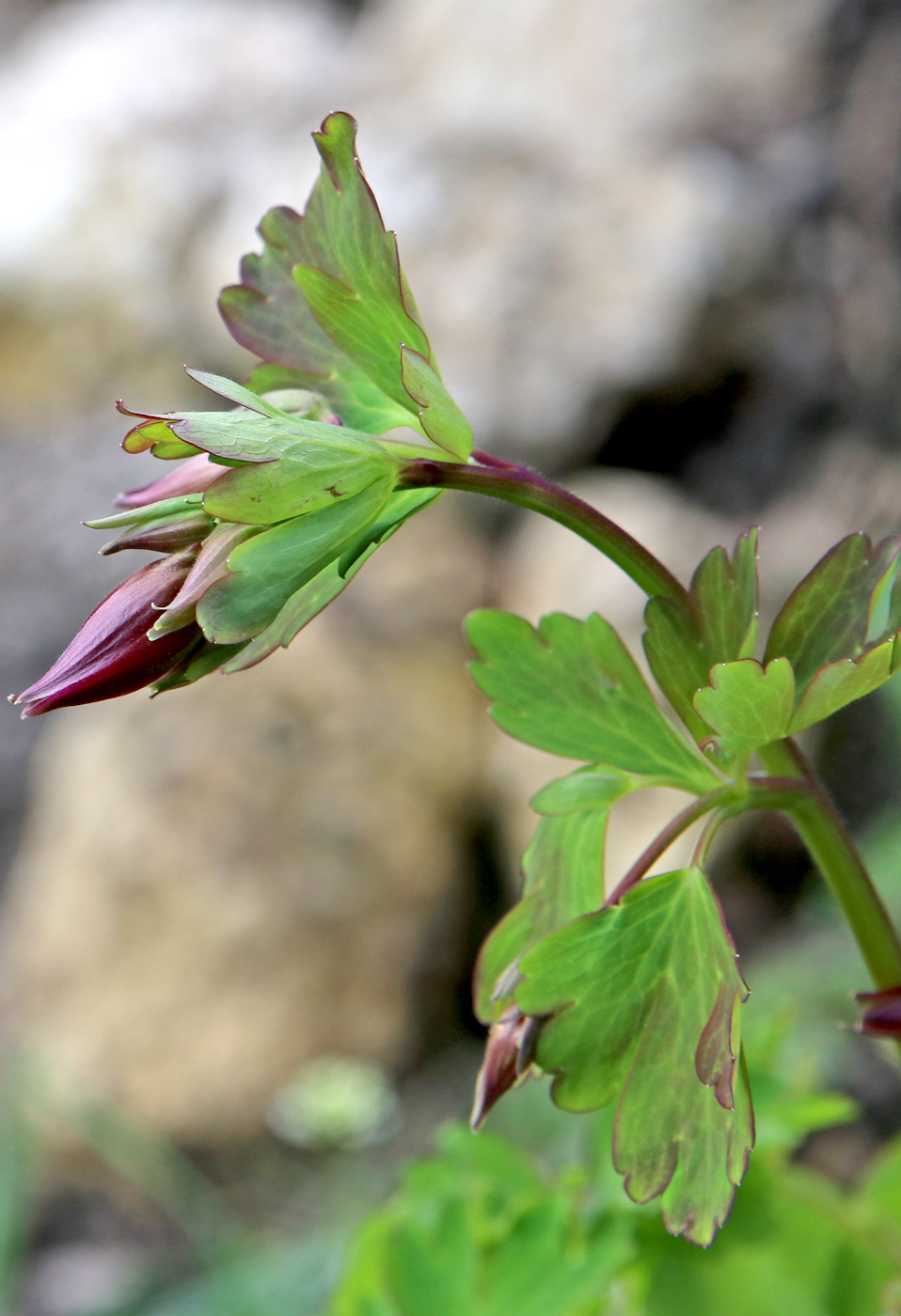 Image of Aquilegia oxysepala specimen.