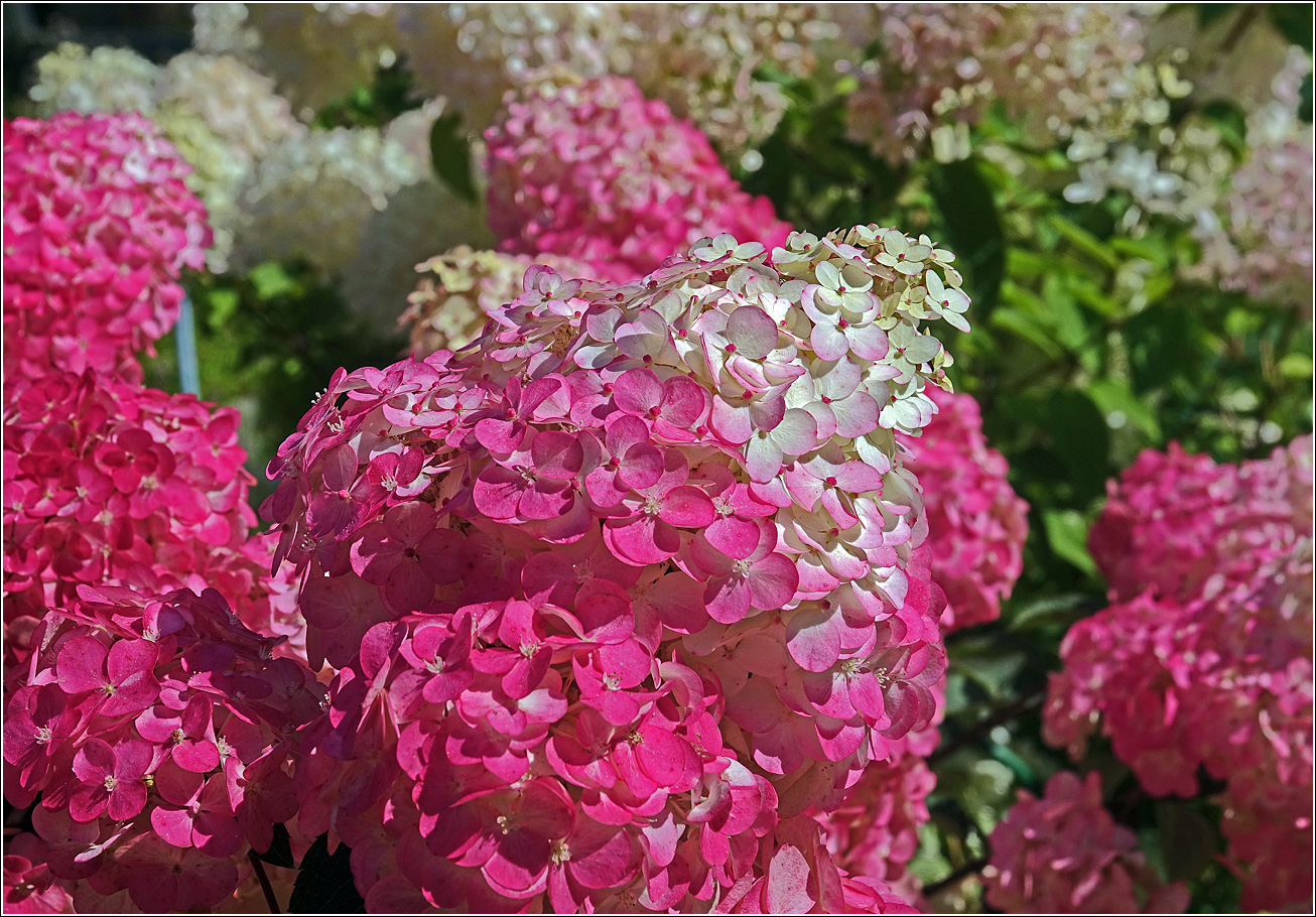 Image of Hydrangea paniculata specimen.