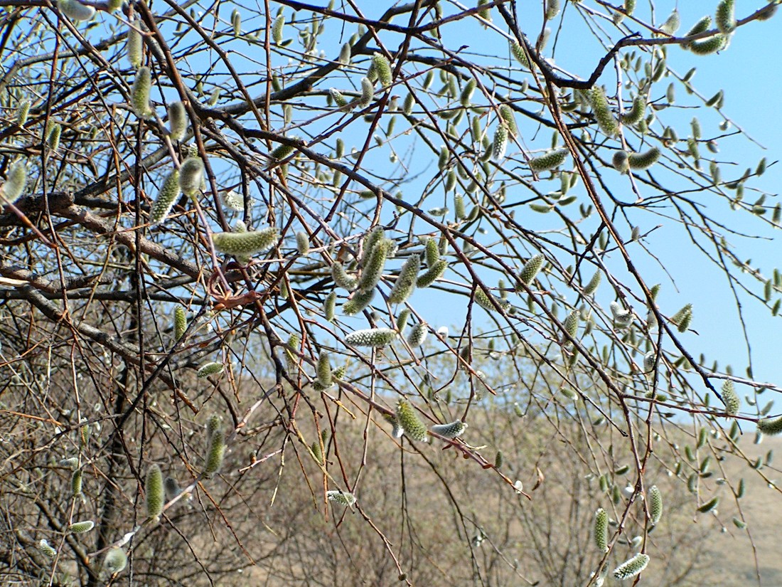 Image of Salix rorida specimen.