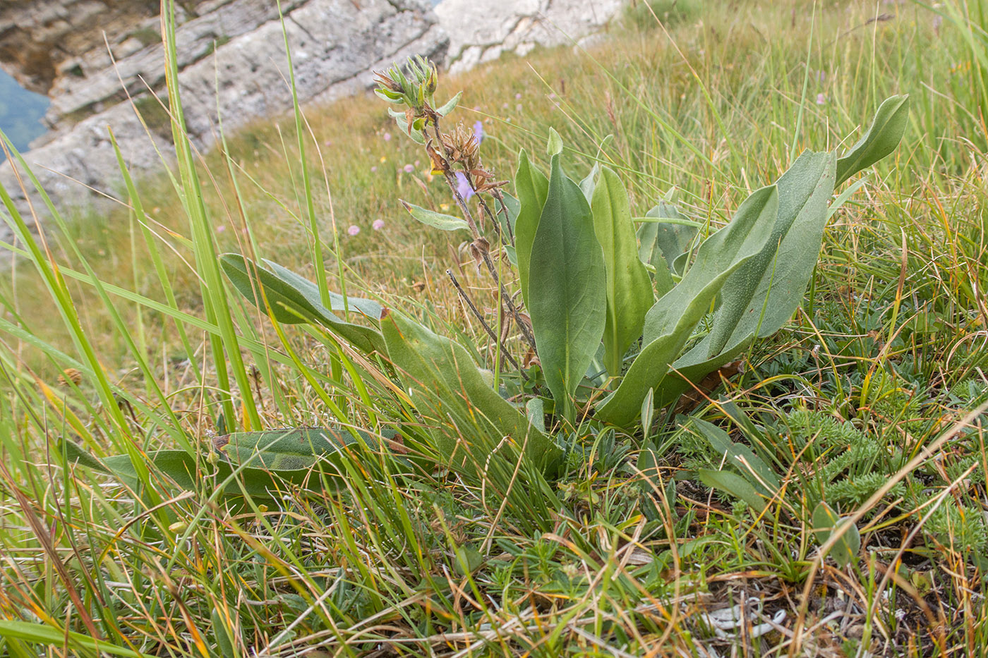 Изображение особи Huynhia pulchra.