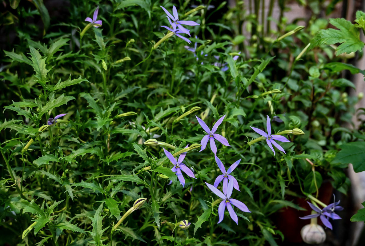 Изображение особи Isotoma axillaris.