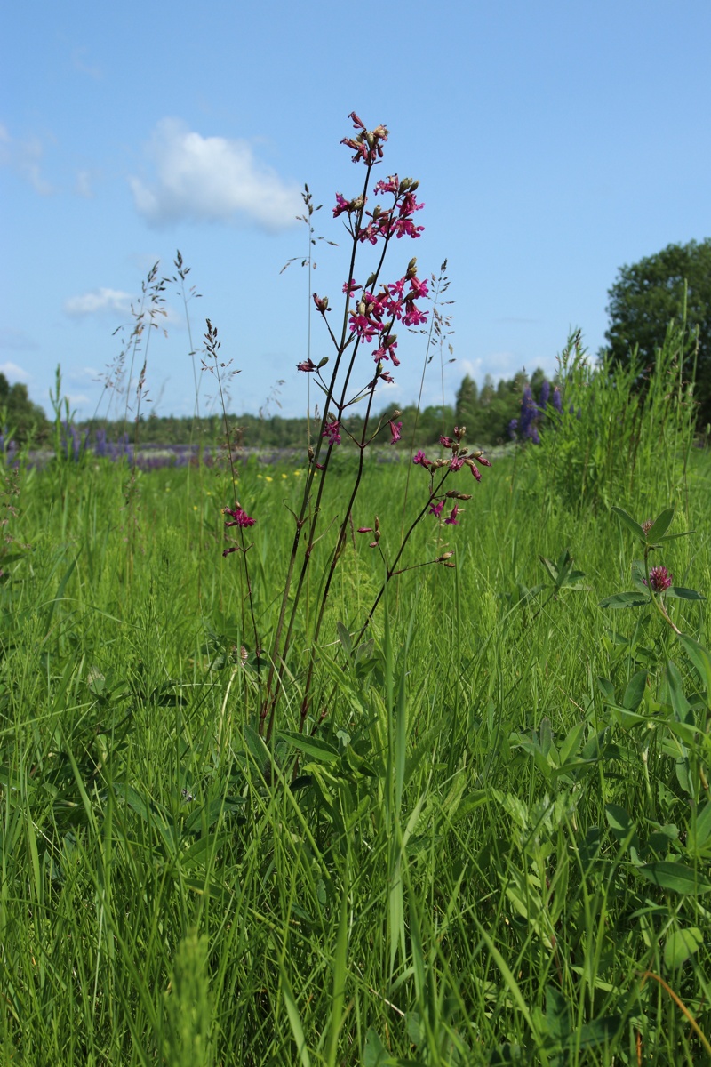 Изображение особи Viscaria vulgaris.