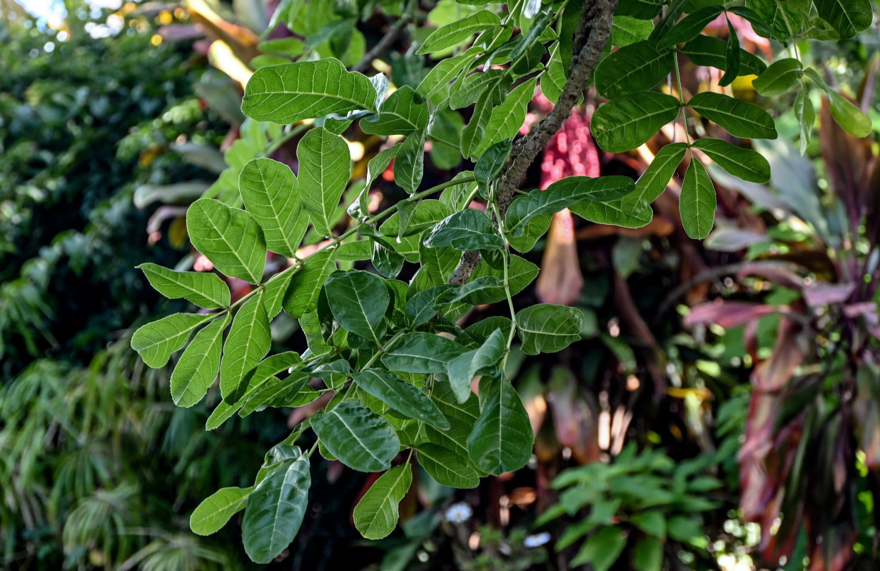 Image of Kigelia pinnata specimen.