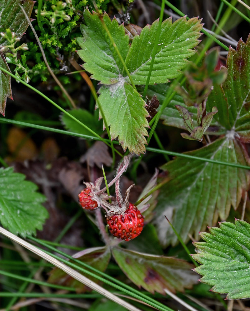 Image of Fragaria vesca specimen.