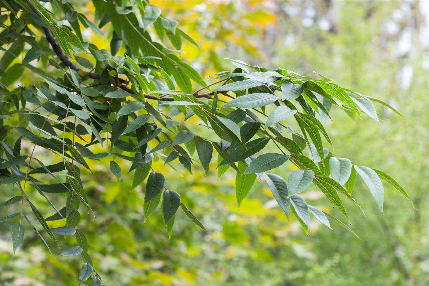 Image of Juglans nigra specimen.