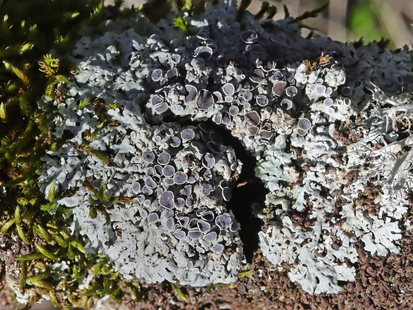 Изображение особи Physcia aipolia.