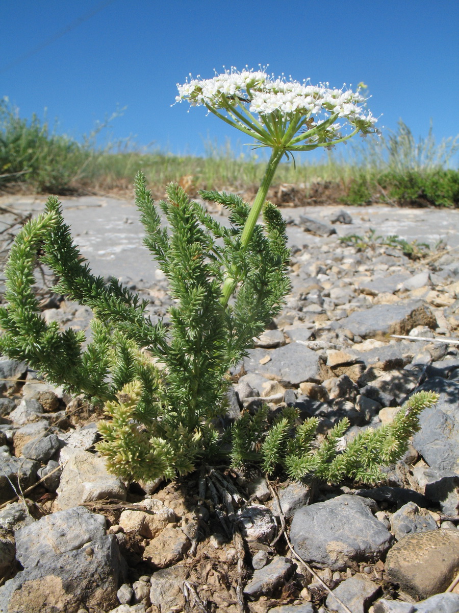 Image of Schrenkia congesta specimen.