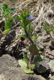 Veronica arvensis