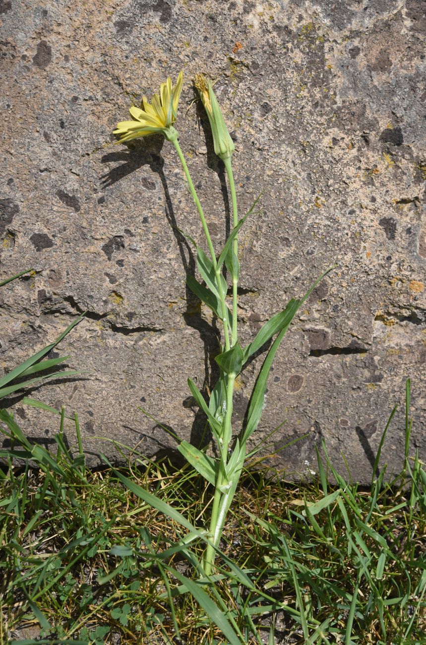 Image of Tragopogon albinervis specimen.