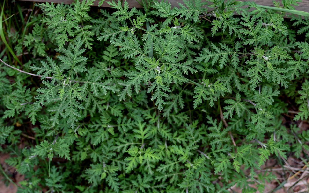 Image of Artemisia gmelinii specimen.