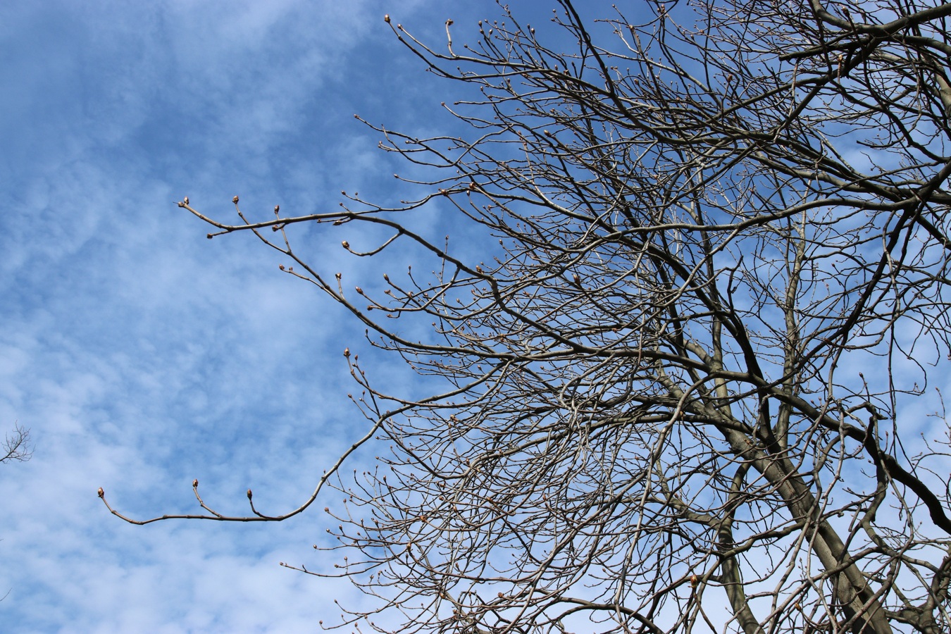 Изображение особи Aesculus hippocastanum.