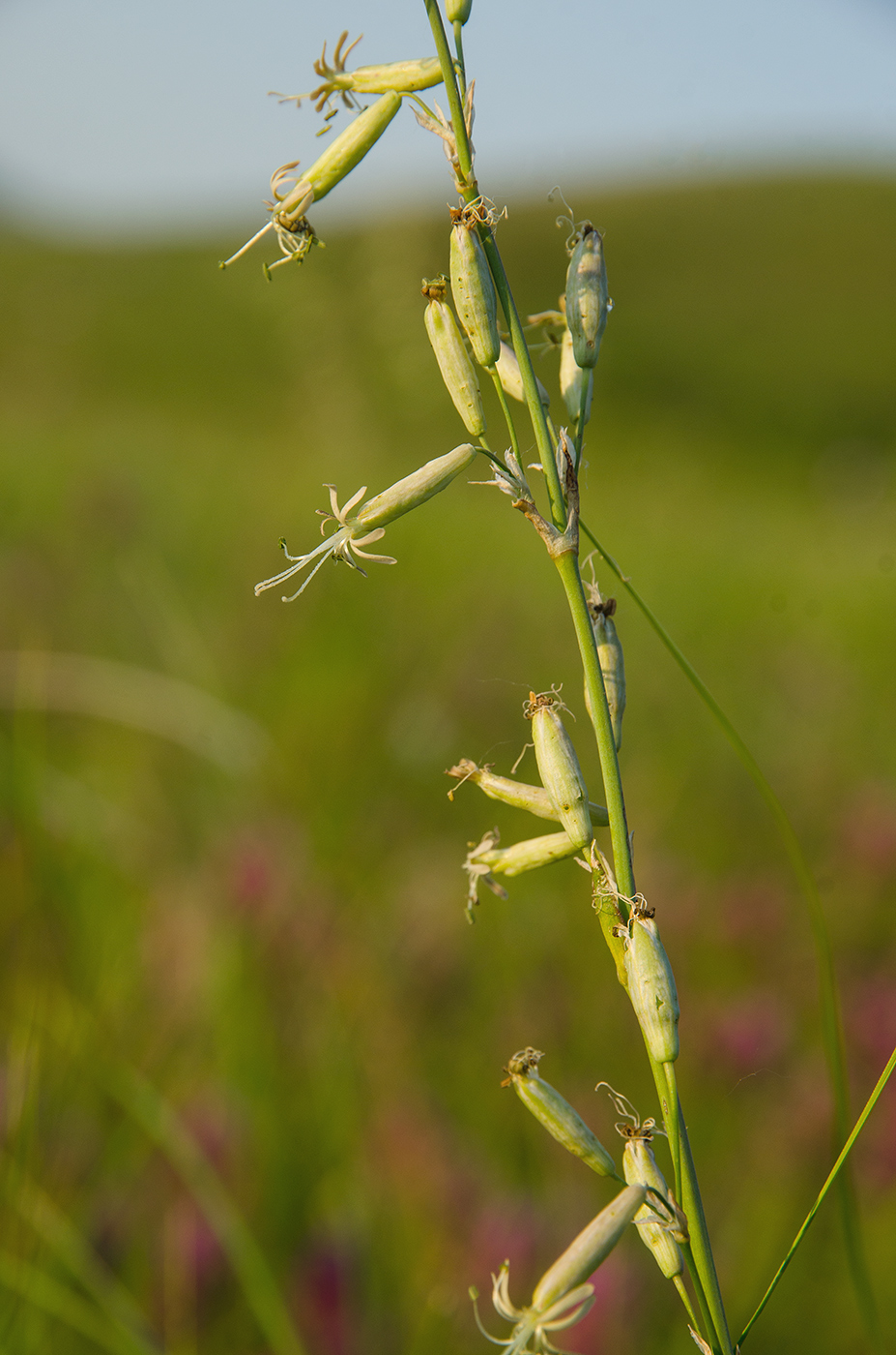 Изображение особи Silene chlorantha.