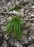 genus Carex. Цветущее растение. Воронежская обл., памятник природы ур. \"Белогорье\", крутой склон р. Дон, лес. 02.05.2026.