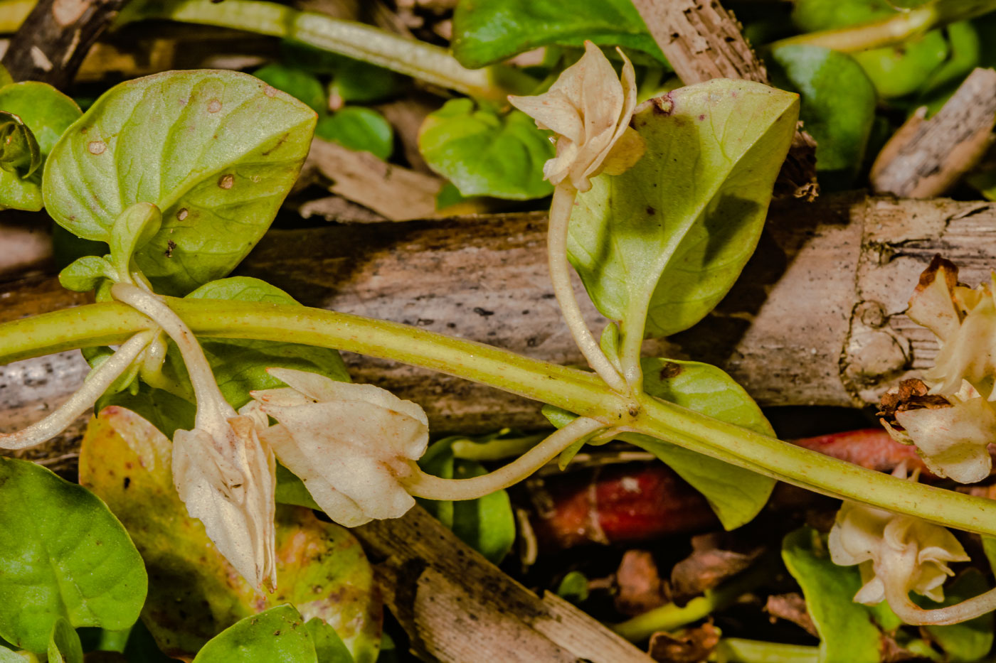 Изображение особи Lysimachia nummularia.