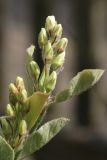 Amelanchier spicata. Бутонизирующее соцветие и молодые листья (вид на абаксиальную поверхность). Ленинградская обл., Ломоносовский р-н, дер. Дубки, дачный участок, в культуре. 09.05.2026.