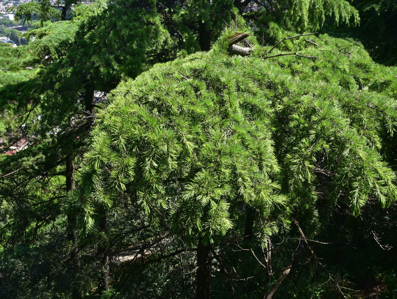 Image of Cedrus deodara specimen.