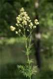 Thalictrum lucidum. Верхушка цветущего растения. Санкт-Петербург, Петергоф, Луговой парк, разнотравный луг (с преобладанием Aegopodium podagraria) между дорожкой и берегом Старопетергофского канала. 29.06.2026.