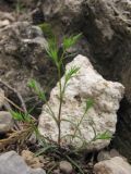 Minuartia pseudohybrida. Зацветающее растение. Южный Берег Крыма, пос. Симеиз, гора Кошка. 2 мая 2011 г.